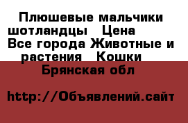 Плюшевые мальчики шотландцы › Цена ­ 500 - Все города Животные и растения » Кошки   . Брянская обл.